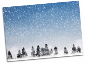 Tress in snow
