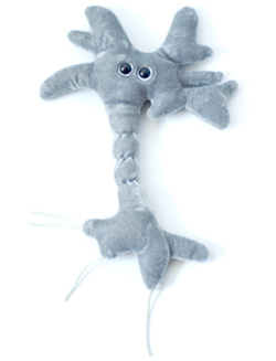brain cell