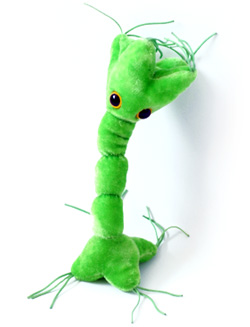 brain cell